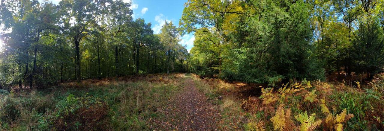 The Beehive - Self Catering In The Heart Of The Forest Of Dean Whitecroft Extérieur photo